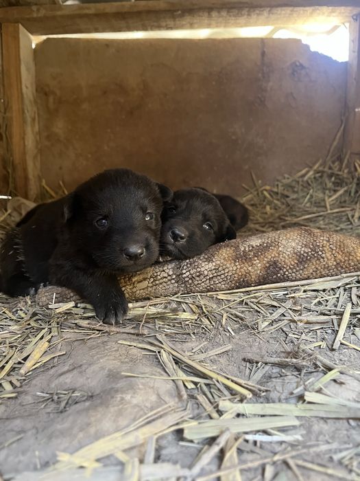 Щенки немецкая овчарка