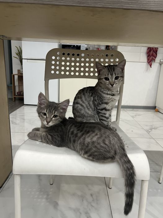 Отдадим котят в хорошие руки