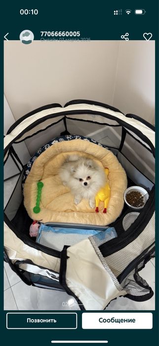 Продам щенка шпинца