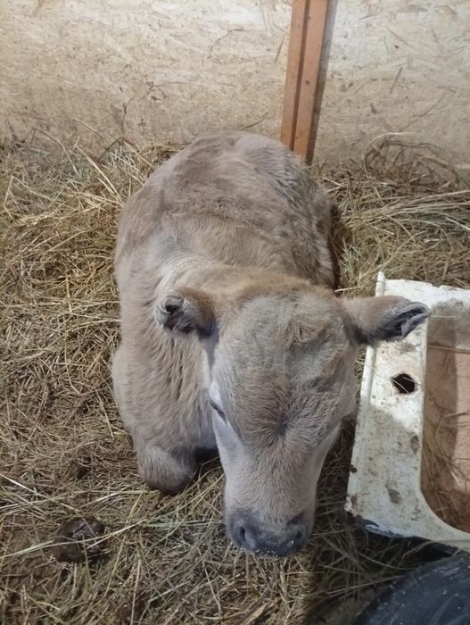 Продам   теленка