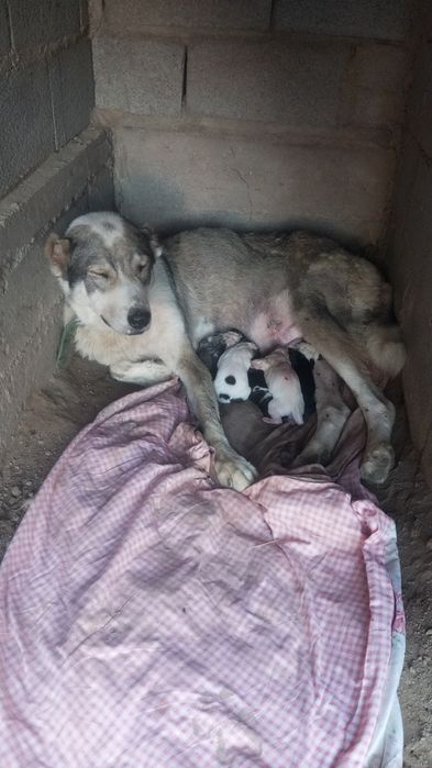 Продам щенят Алабая