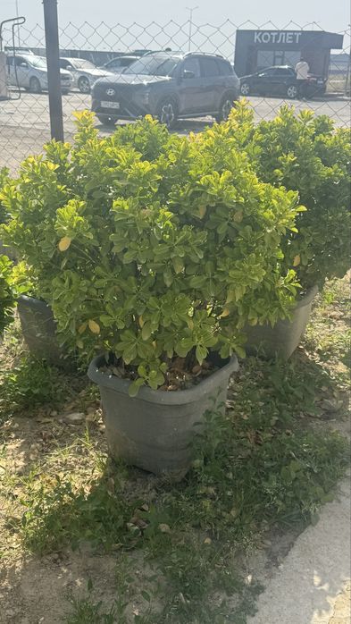 Продам деекоративнн дерьвья, высокие