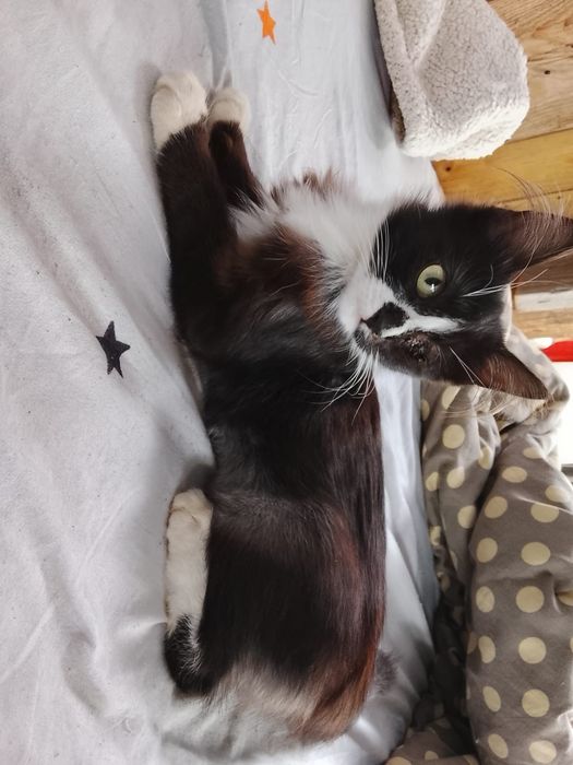 Котятки отдам в добрые руки