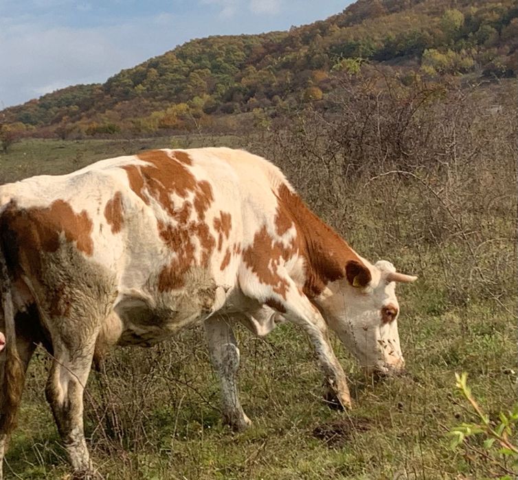 Vând vacă bălțată