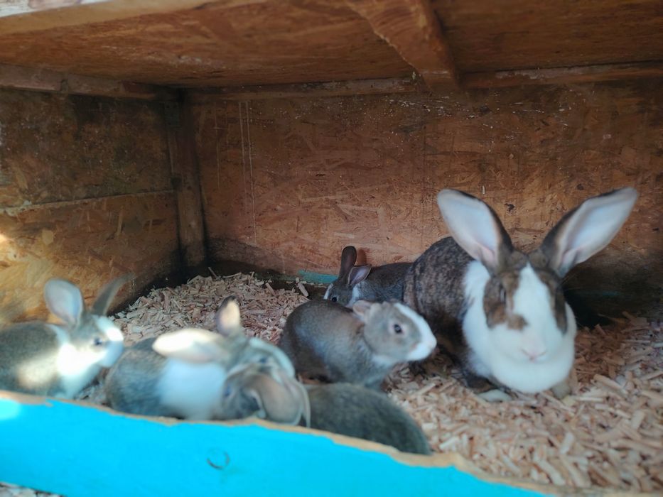 Iepurasi de vanzare rasa Hycole