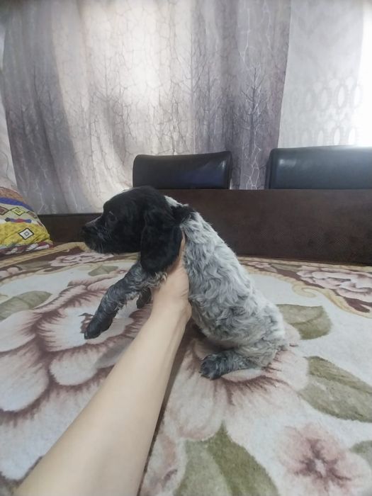 Продам чистокровных спаниелек