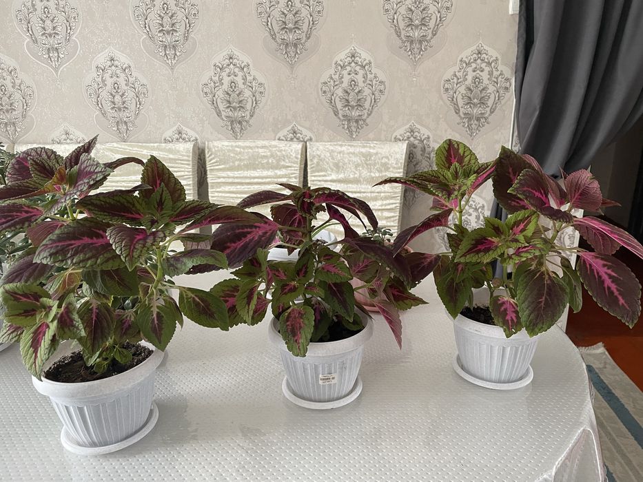 Продается цветы домашние