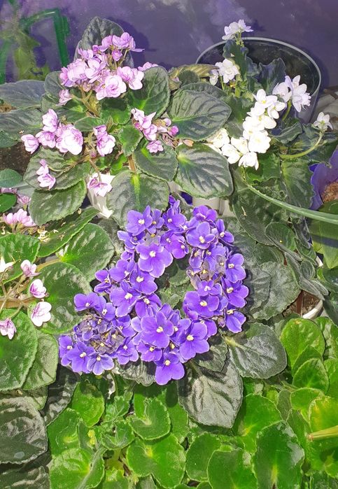 Саженцы фиалки , алоэ вера