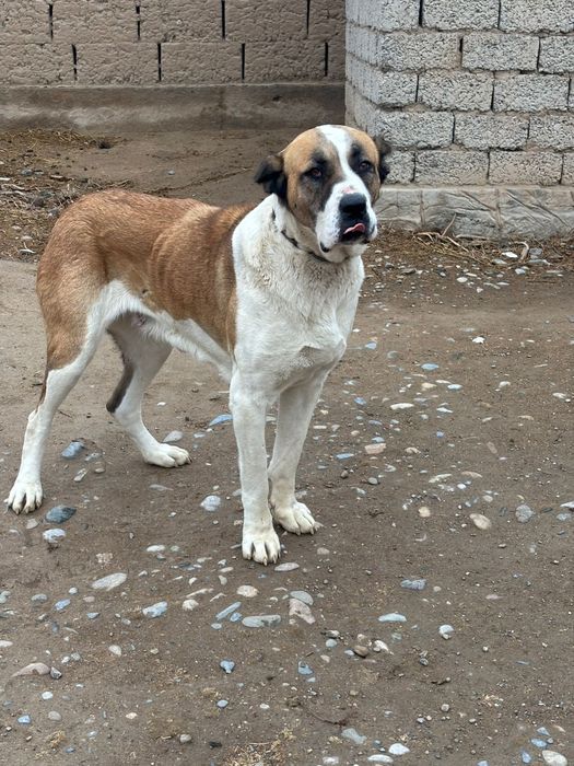 Собака Алабайййй