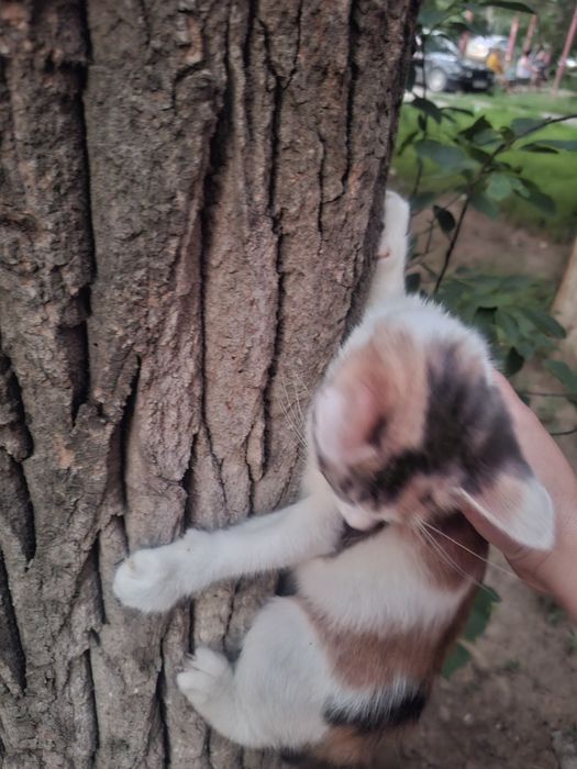 Отдам котёнка девочку 4 месяца