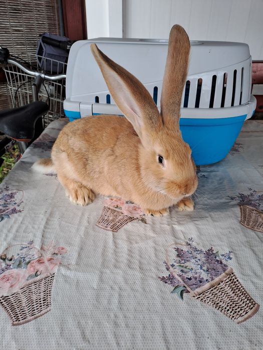 Urias german galben si negru