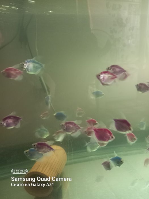 Продаю рыбок тернеций