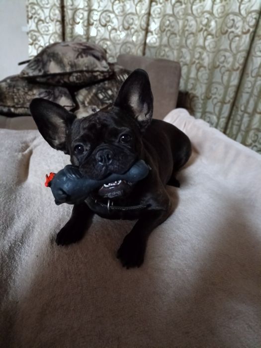 Возьму на передержку собак не больших пород