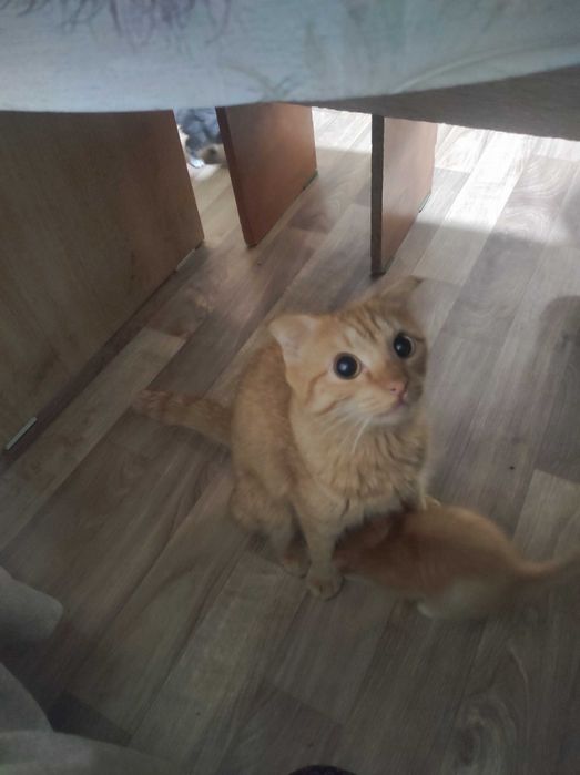 Продам маленьких котят
