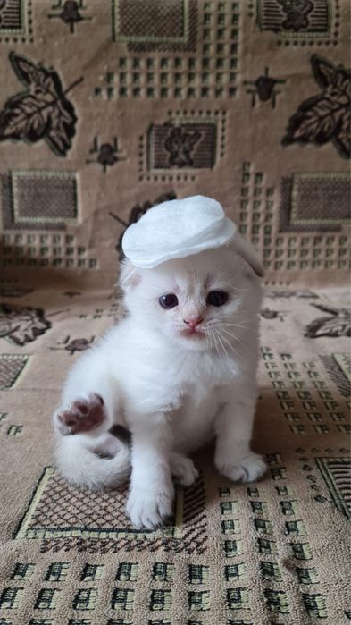 Котятки сладкие