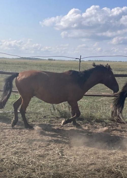 Құлынды биелер сатылады