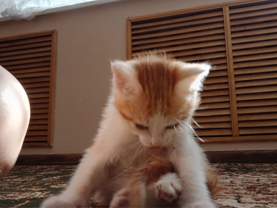 Котенок-рыжие котята
