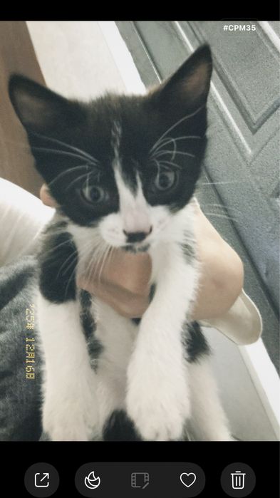 1 айлык мысыктар