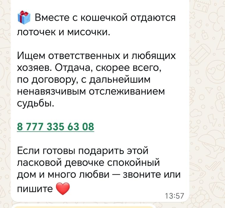 В добрые руки отдаётся шотланжска кошечка