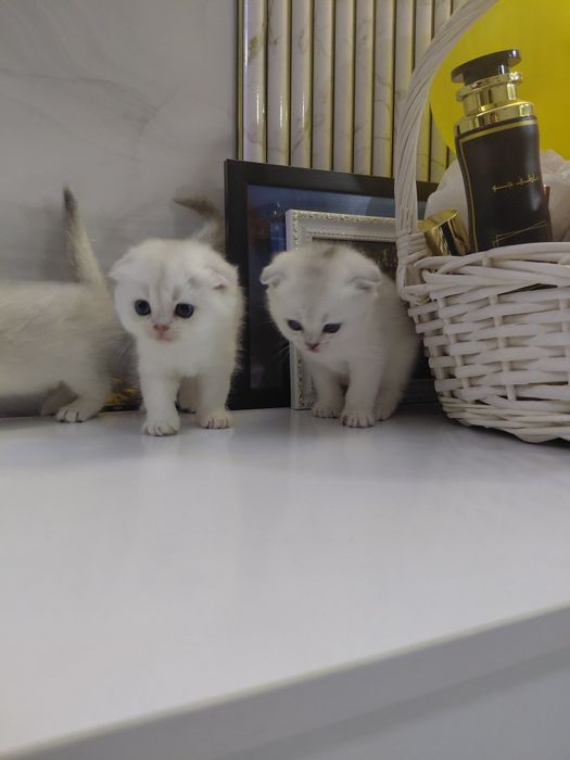 Серебристая шиншилла