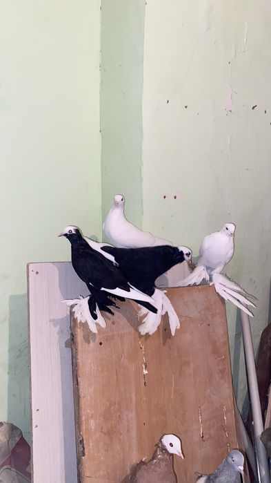 Гарантия 16 ггпрор