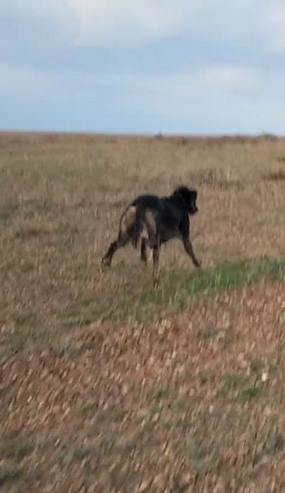 Қазақы құмай тазы