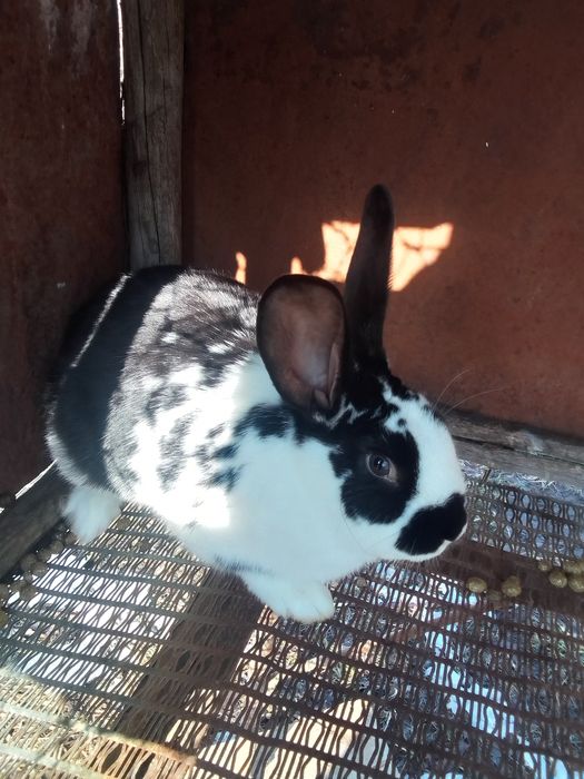 Продам кроликав.