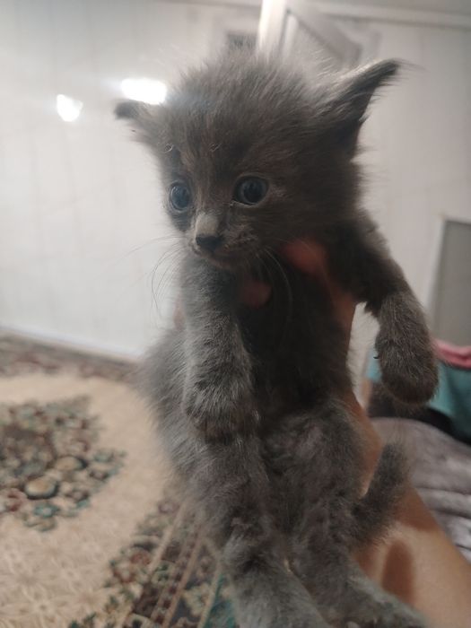 Отдам котят в хорошие добрые руки