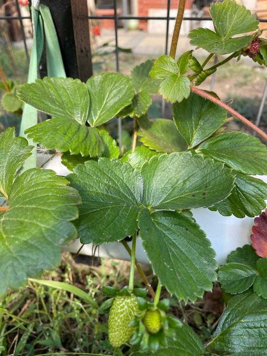 Vand capsuni (plante la ghiveci) soi Albion remontant