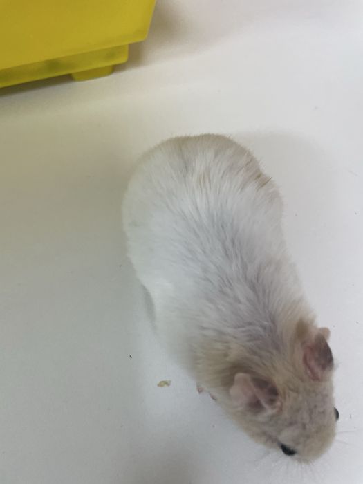 Продам хомяков сирийцы