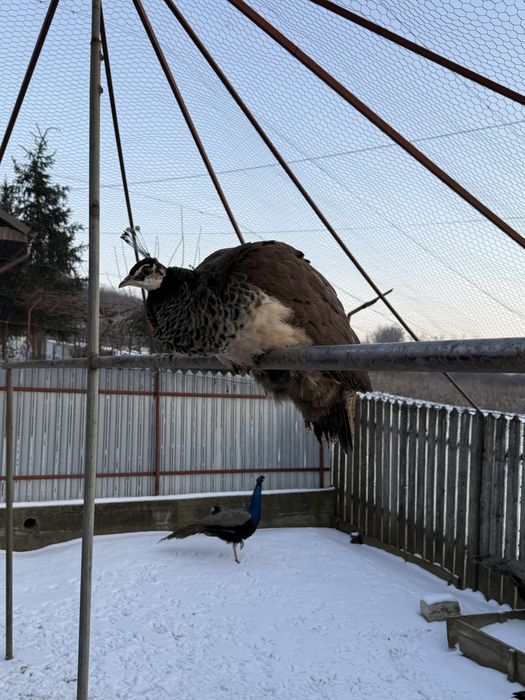 Pauni albastri de vanzare.