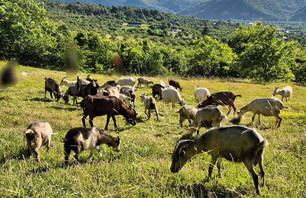 Vand lot capre: 19 capre, 1 țap si 13 ieduți