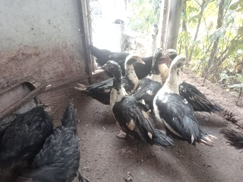 Неми(мускусни)патици на 6,5месеца