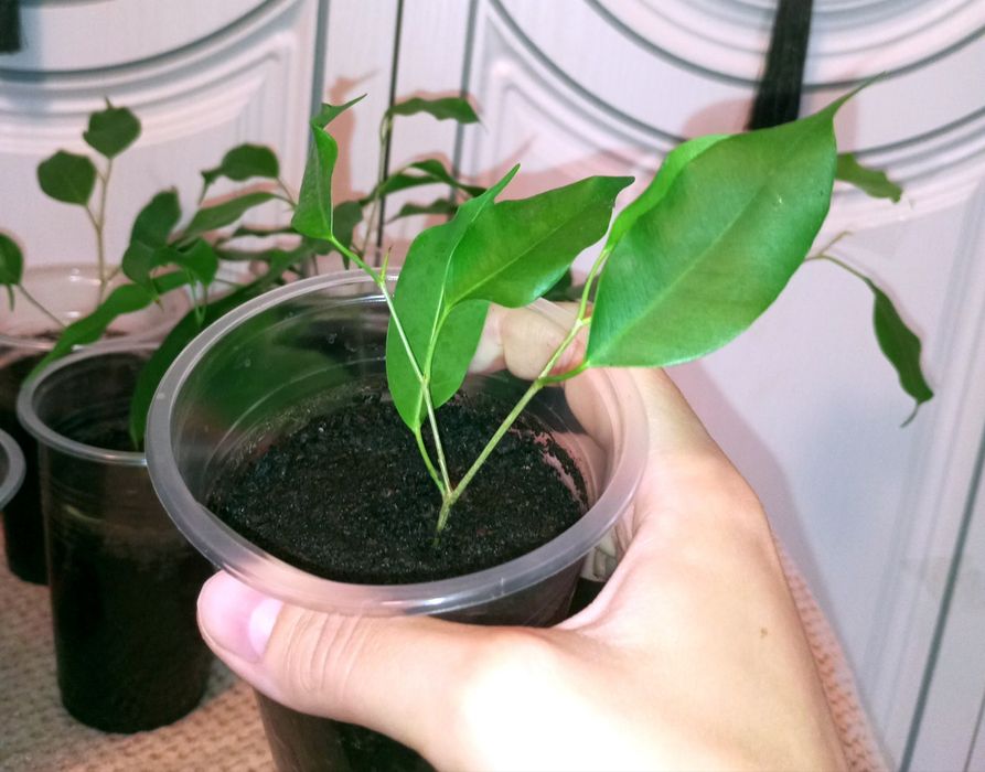 Фикус декоративный продам