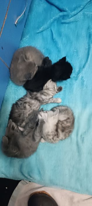Котята породистые