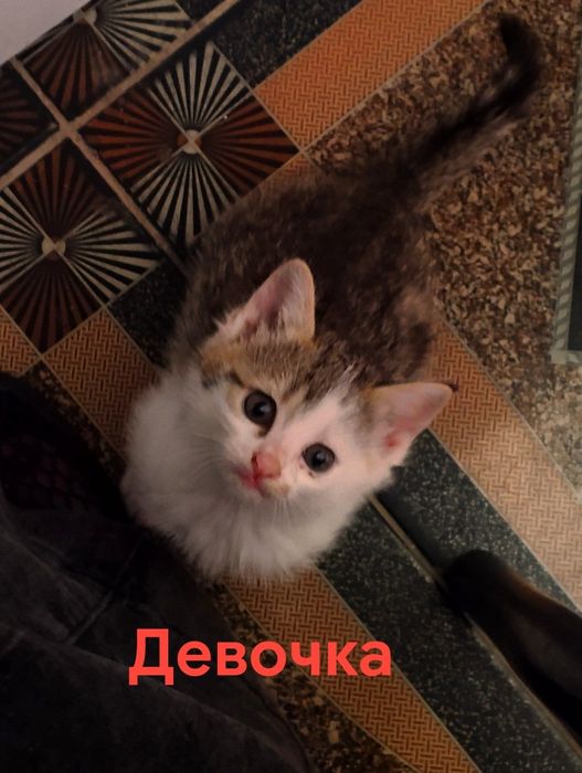 Бесплатно отдам котят