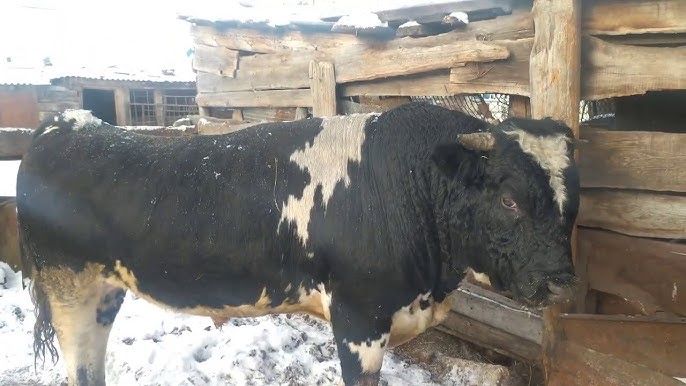 Продам бычка.