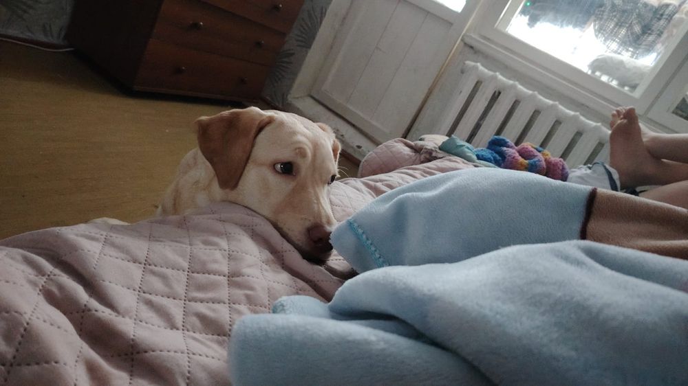 Лабрадор девочка