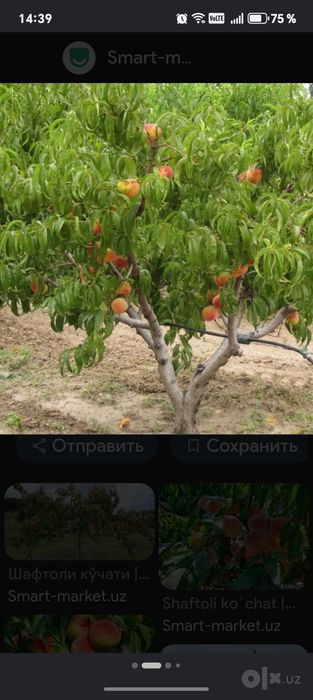 1 гк  шафтоли боғ  зудлик билан  сотилади.  Томчилатиб суғориш бор