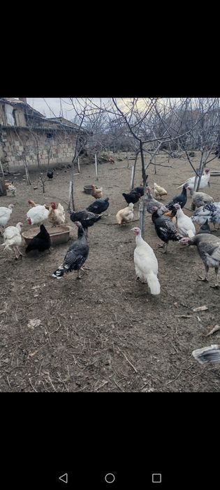 Оплодени яйца и пуйки