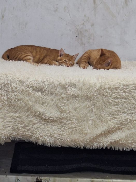 Отдам котиков в хорошие руки