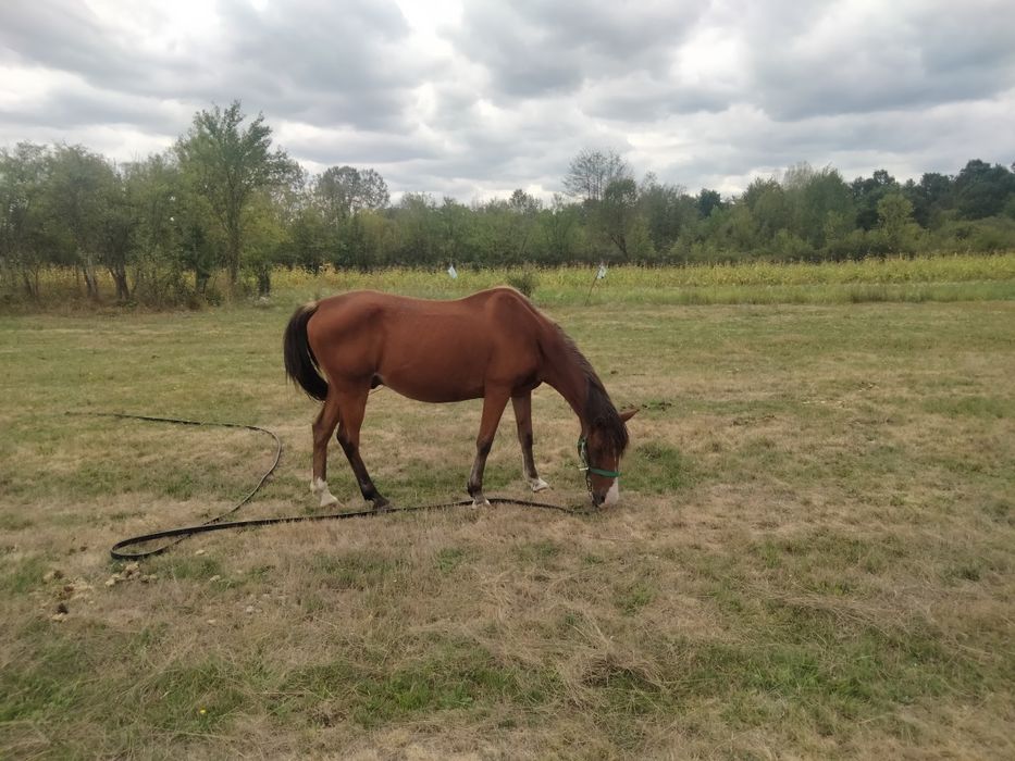 Cal de vînzare rasa Roib