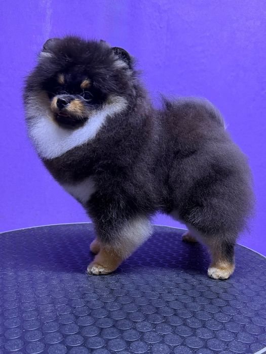 Щенок померанского шпица