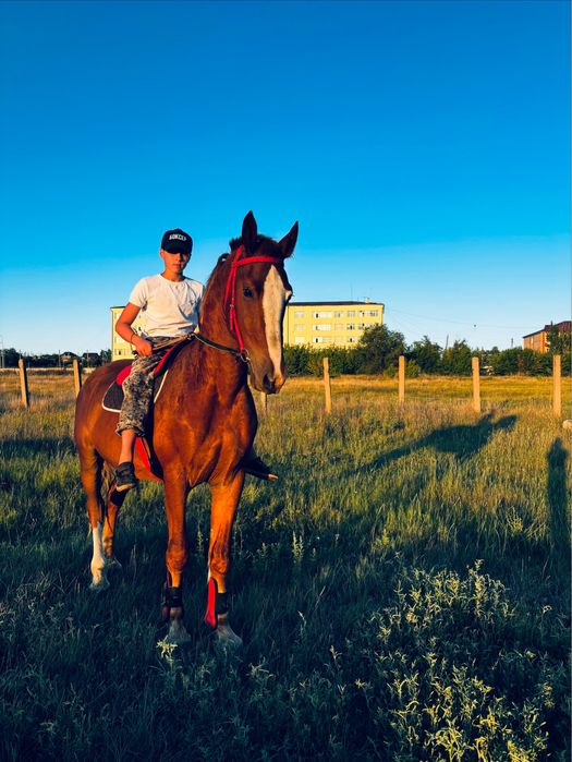 Лошадь англо тяж