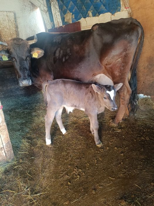 vând vaca fatata cu tăuraș