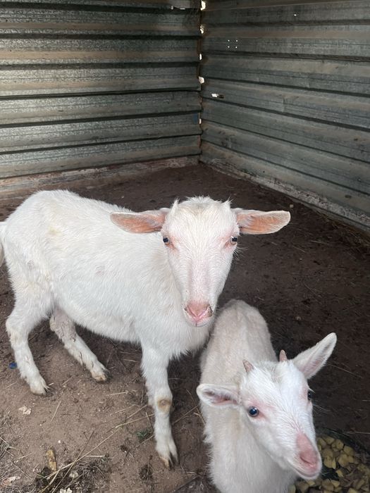 занен ешкі сатылады