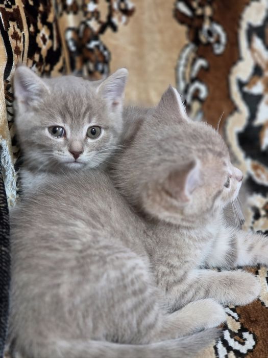Шотланские котята