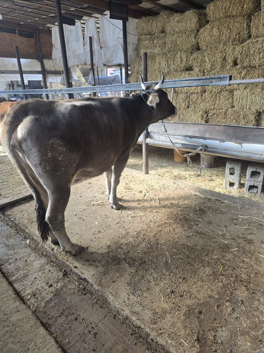 Буаз сиыр сатылады