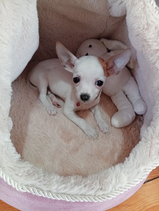 Мъжки чихуахуа на 3мец.