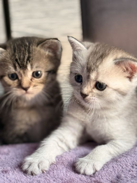 Британская короткошерестная